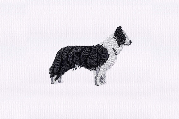 Border Collie